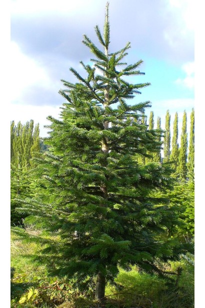 Ялиця срібляста Нобіліс